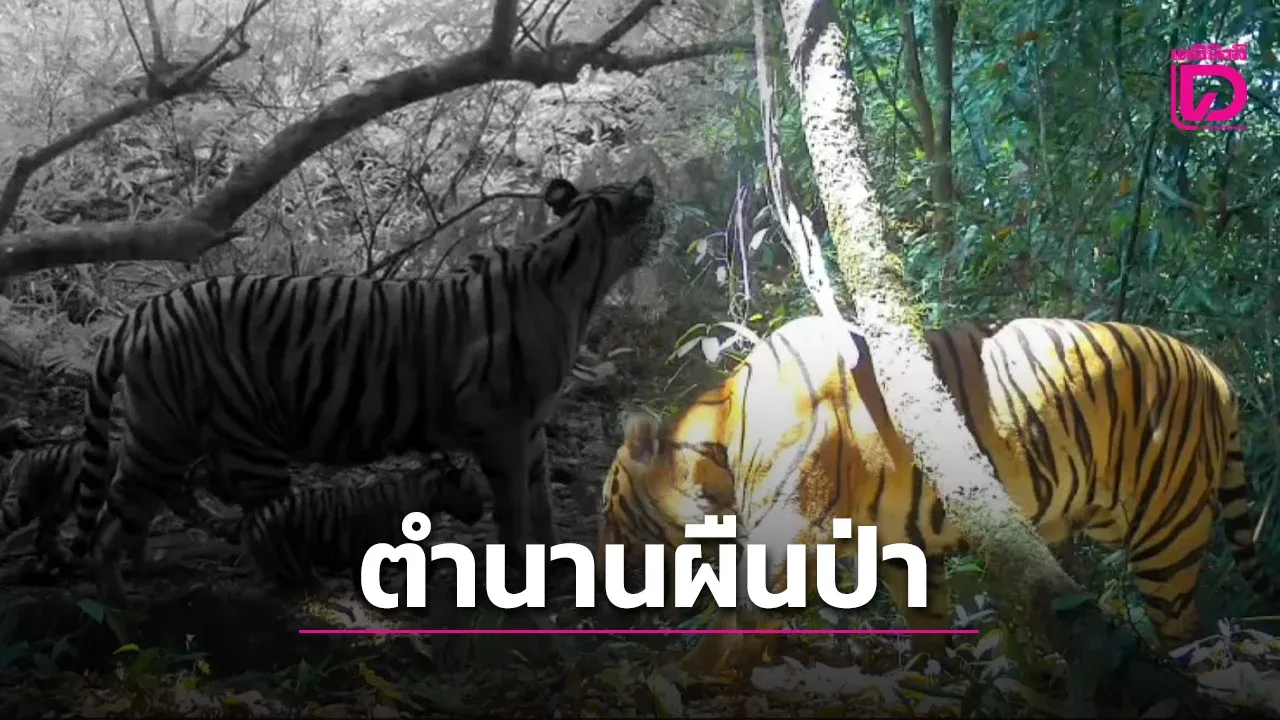 ภาพประวัติศาสตร์ เสือโคร่งผืนป่าแก่งกระจาน ตอกย้ำความสมบูรณ์ของระบบนิเวศ เนื่องในวันอนุรักษ์เสือโคร่งโลก
