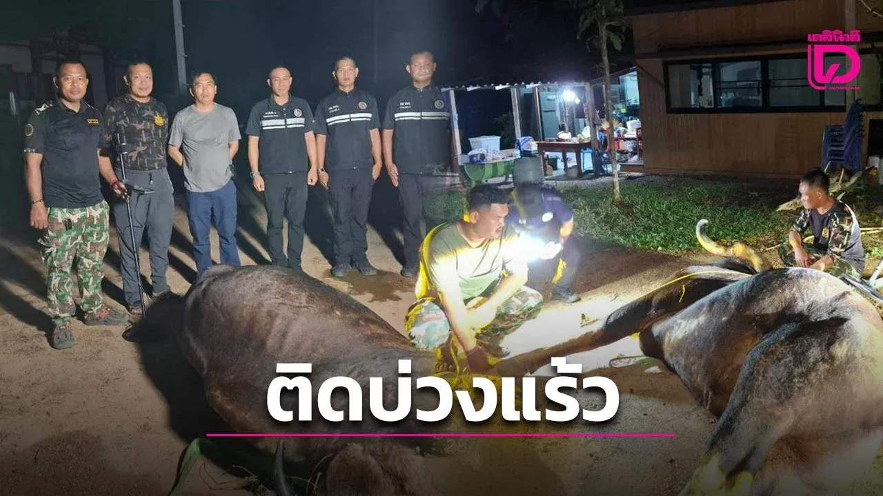 พบกระทิงป่าแก่งกระจาน ติดบ่วงแร้วบาดเจ็บ-ติดเชื้อตาย เจ้าหน้าที่ชงห้ามขายกับดักสปริงล่าสัตว์