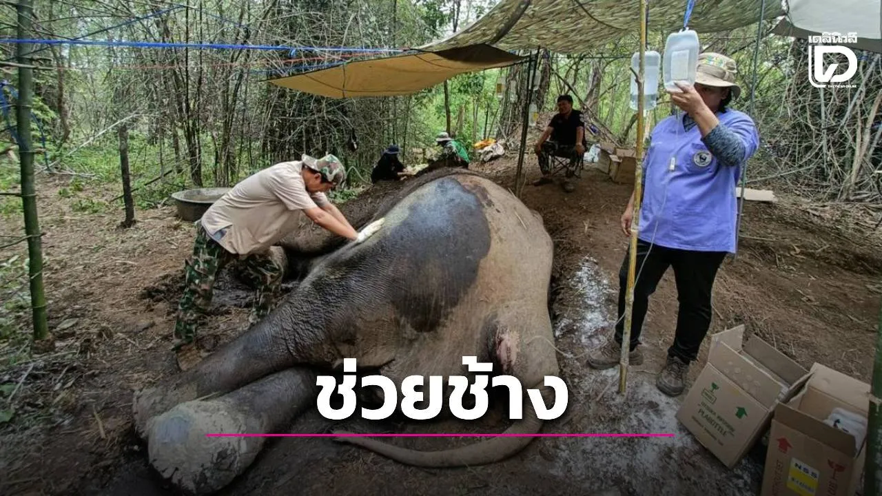 สบอ.3 (บ้านโป่ง) ส่งทีมสัตวแพทย์เร่งรักษา 'สีดอทองม้วน' ช้างป่าบาดเจ็บที่บ่อพลอย คาดสู้กันเองในฝูง
