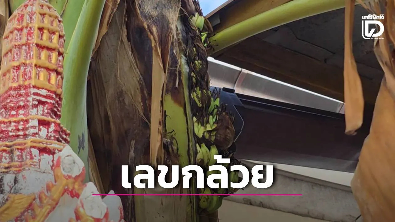 ฮือฮา! กล้วยน้ำว้าแทงเครือกลางลำต้น ชาวบ้านแห่ส่องเลขเด็ดลุ้นโชคงวด 1 ส.ค.