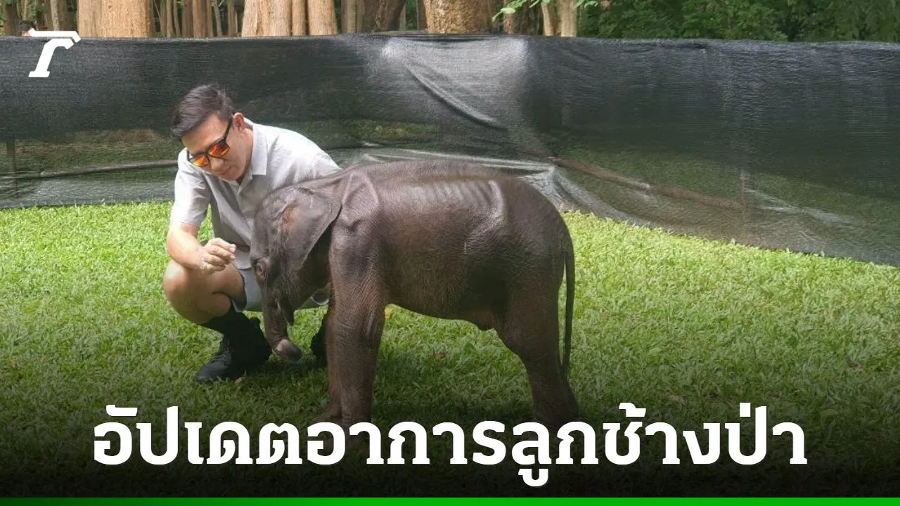 อุทยานฯ ไทรโยค อัปเดตอาการ 'ลูกช้างป่าพลัดหลง' บาดแผลดีขึ้น กินนมได้ตามปกติ