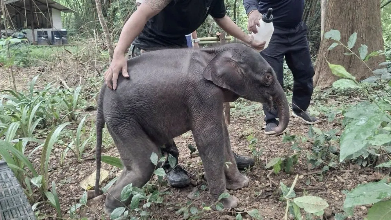 สุดเศร้า 'จิ๋วไทรโยค' ลูกช้างป่าพลัดหลง จากไปอย่างสงบแล้ว