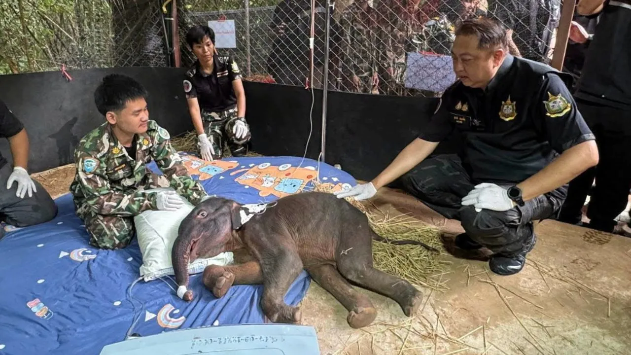 'สุชาติ' เสียใจ 'จิ๋วไทรโยค' ลูกช้างพลัดหลงจากไปแล้ว ขอบคุณช่วยกันดูแลจนวาระสุดท้าย
