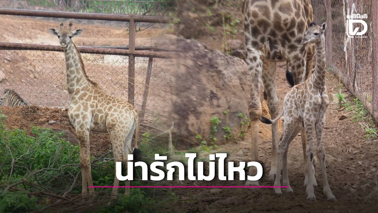 สวนสัตว์ขอนแก่น ต้อนรับสมาชิกใหม่ ‘ลูกยีราฟเพศเมีย’ ชวนชมความน่ารักบนสกายวอล์ก
