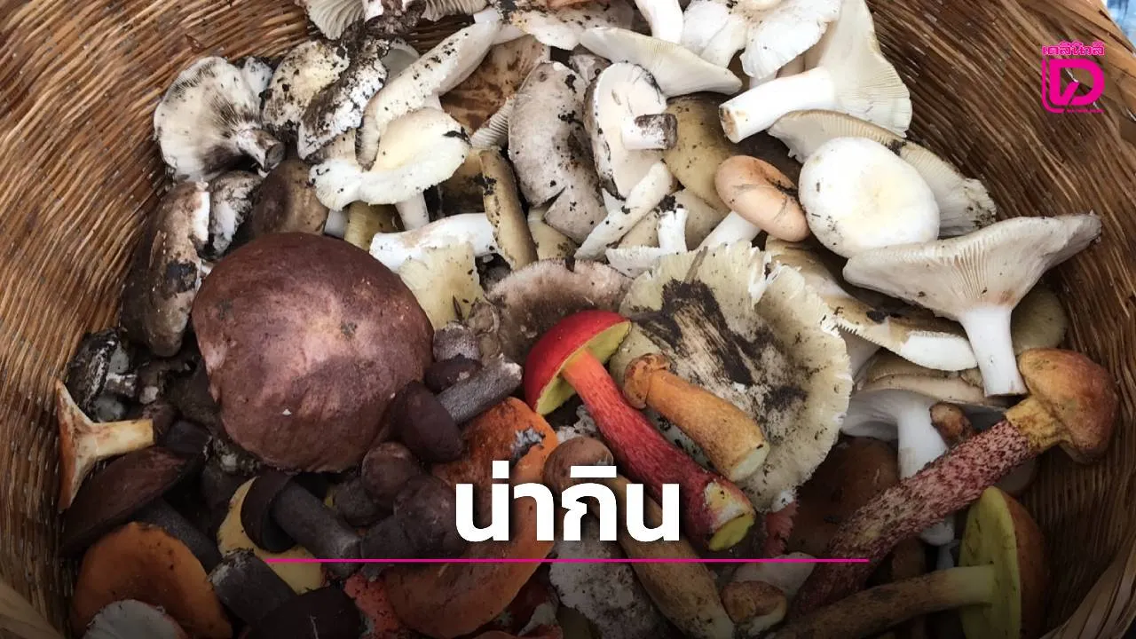 ฝนชุก! เห็ดป่าผุดเต็มเขาพังเหย ชาวบ้านแห่เก็บขาย รายได้วันละนับพัน