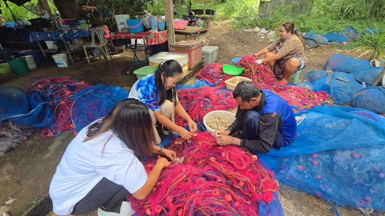 ฤดูทองช่วงมรสุม 'กุ้งแชบ๊วย' ทะลักอ่าววังแก้ว ชาวประมงจับขายกิโลละ 250-280 บาท