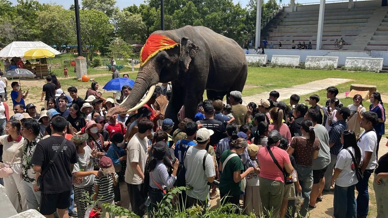 กำลังใจเพียบ นักท่องเที่ยวคึกคักแห่ชม 'โชว์พี่ช้าง' แน่นฟาร์มจระเข้สมุทรปราการ