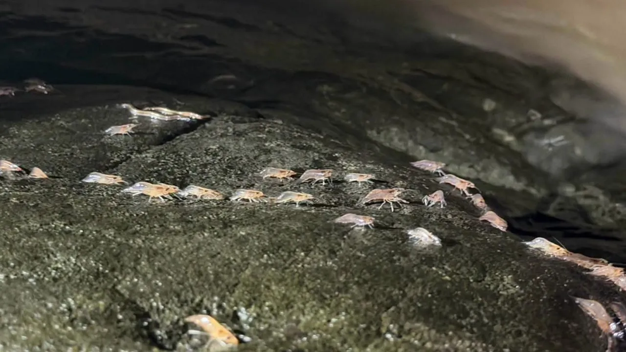 เปิดชม 'กุ้งเดินขบวน' ปรากฏการณ์ธรรมชาติเกิดขึ้นเพียงปีละครั้ง ณ แก่งลำดวน