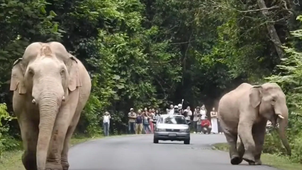 อุทยานฯ เขาใหญ่ ลุยเอาผิดคนขับรถเร็ว หวิดชน 'พ่องาทอง-ต้นกล้า' ช้างป่าพ่อลูก