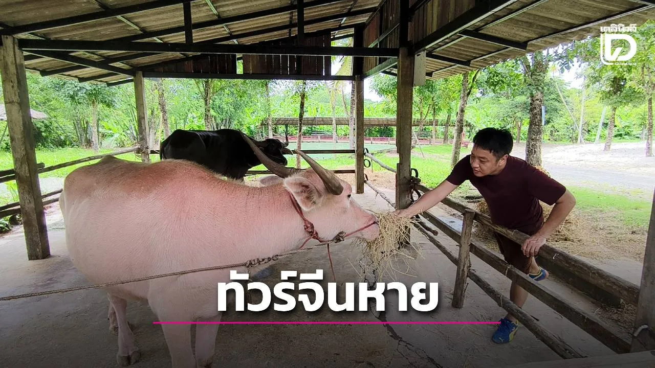เชียงใหม่เจอศึกหนัก ทัวร์จีนหายกว่า 95% สัญญาณเตือนท่องเที่ยวไทยกำลังเปลี่ยน จี้รัฐแก้ปัญหาเชิงลึก