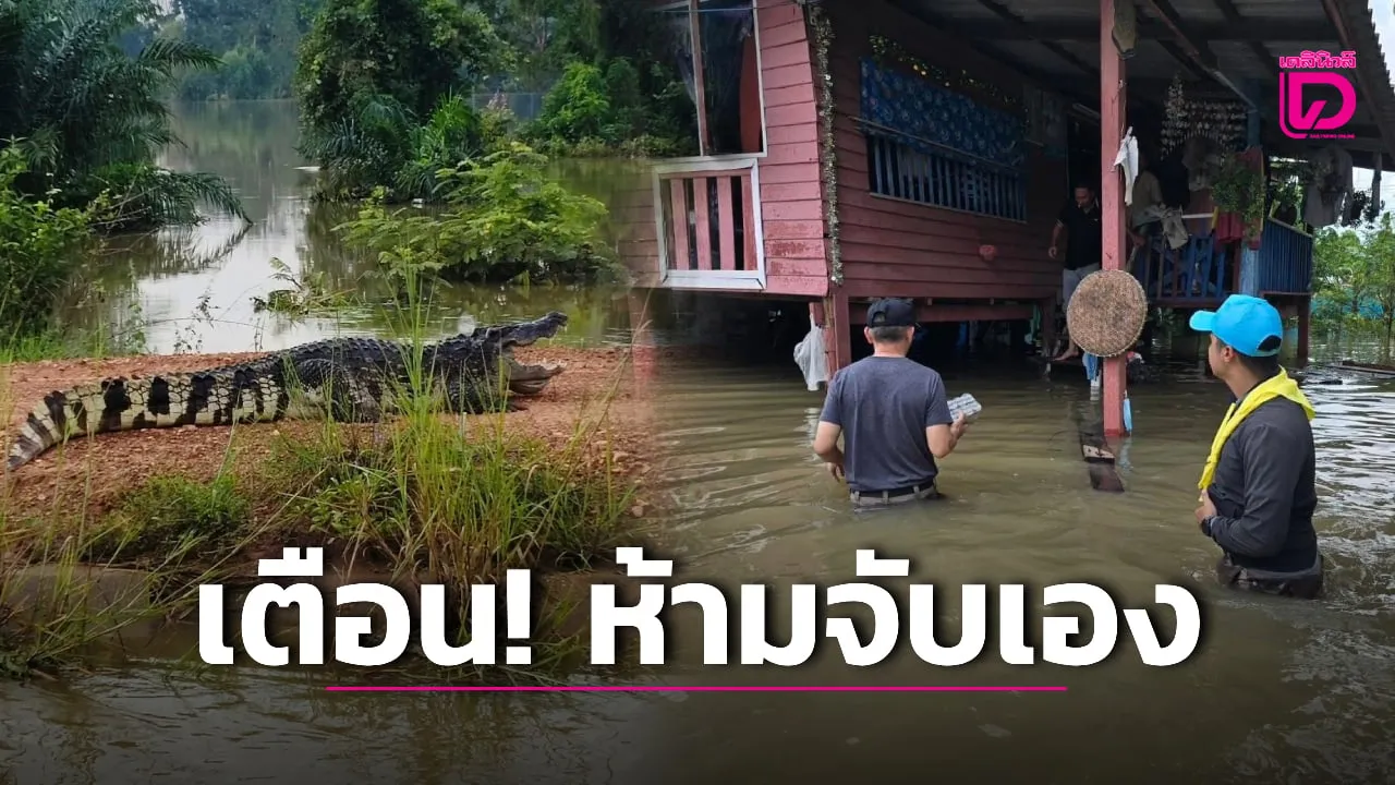 ฉะเชิงเทราผวา! จระเข้ ขึ้นโชว์ตัว พื้นที่น้ำท่วม เจ้าหน้าที่เตือนห้ามจับเอง